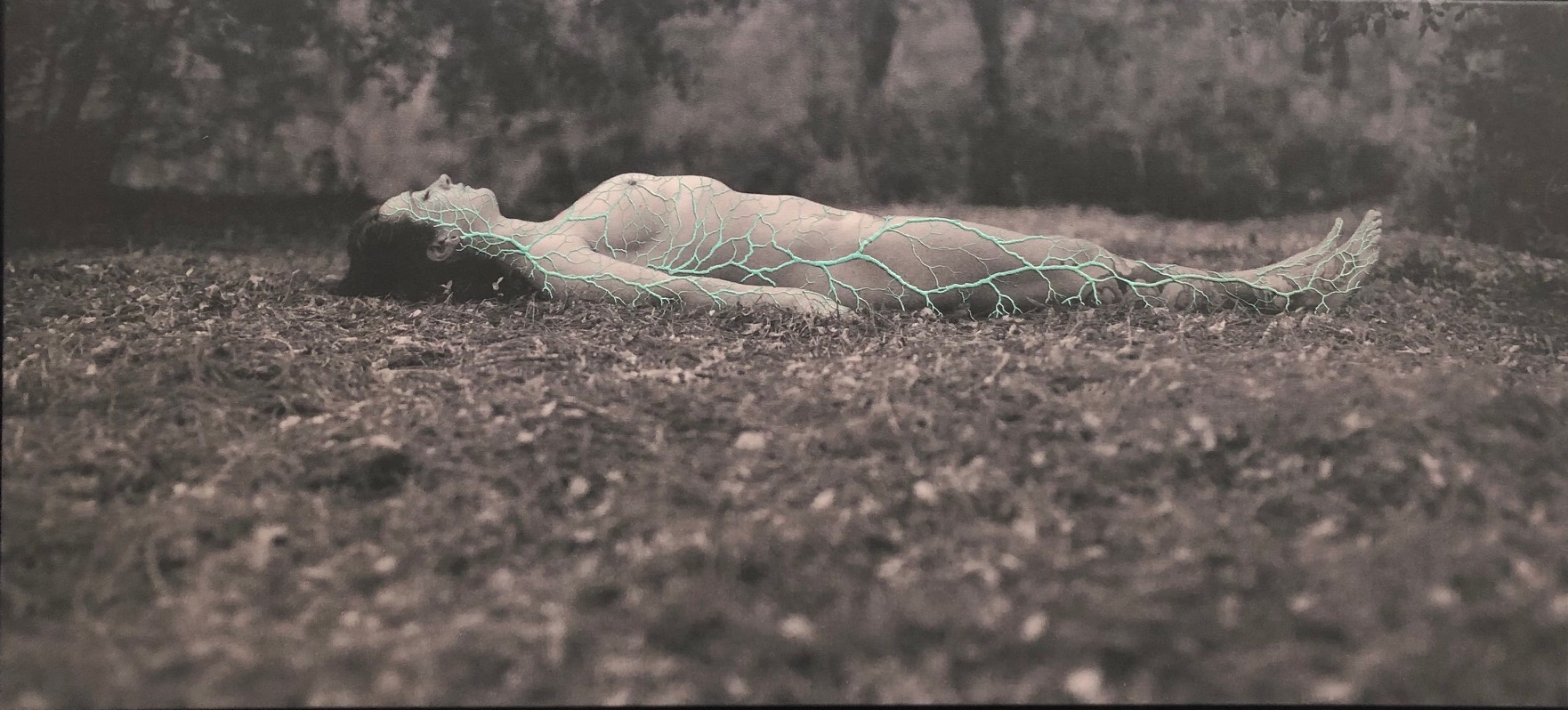Symbiotic Mutualism. Juana Gómez.